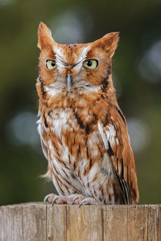 Eastern screech owl-Florida art print by Adam Jones for $57.95 CAD