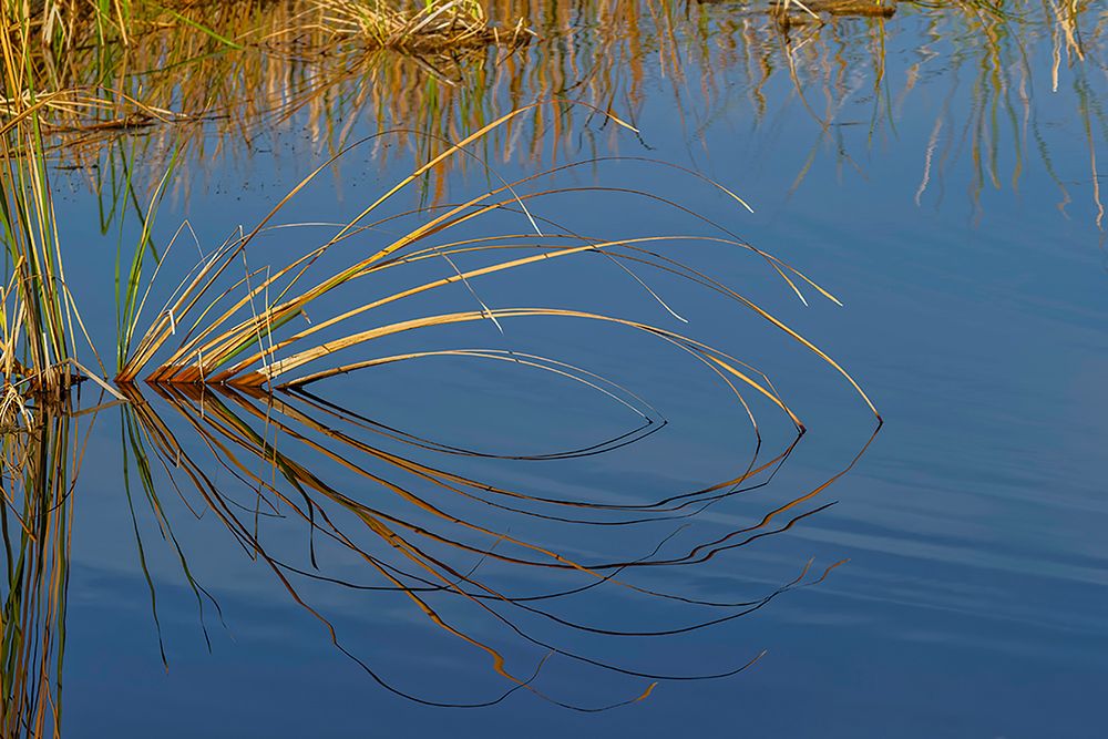 Golden reeds reflecting on still water-Lake Apopka Wildlife Drive-Apopka-Florida art print by Adam Jones for $57.95 CAD