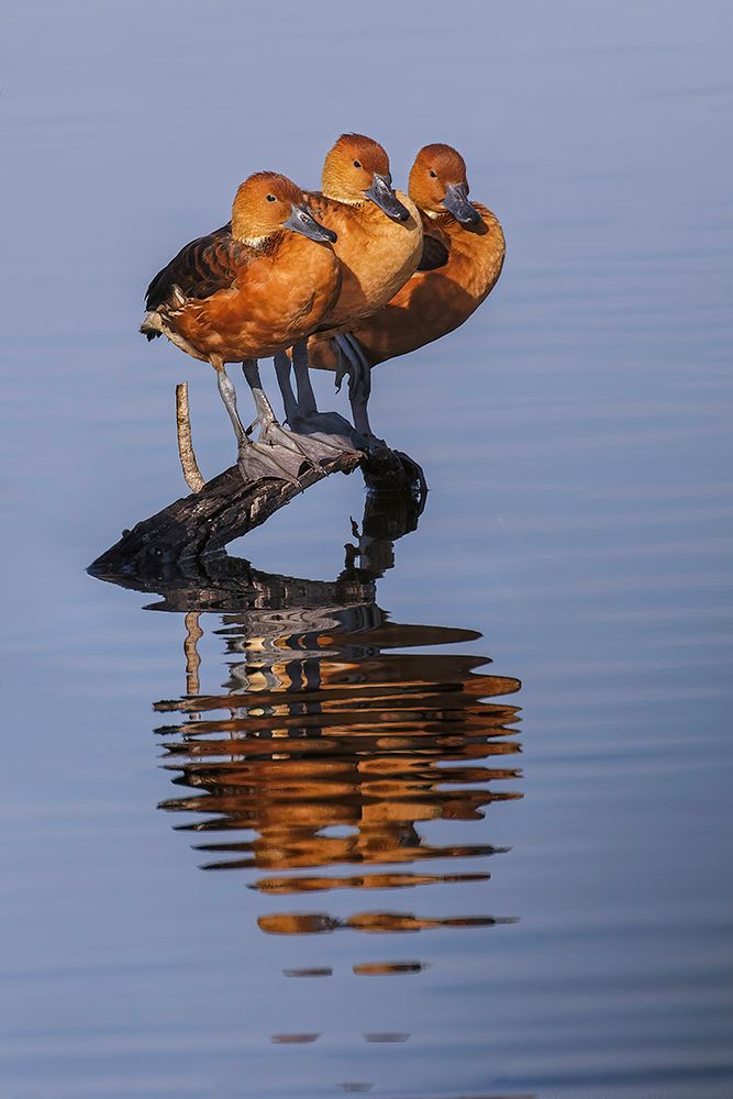 Trio of female Black-bellied whistling ducks and their reflection-Lake Apopka Wildlife Drive art print by Adam Jones for $57.95 CAD
