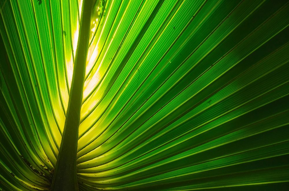 Florida-Backlit Palm Tree Leaf art print by Anna Miller for $57.95 CAD