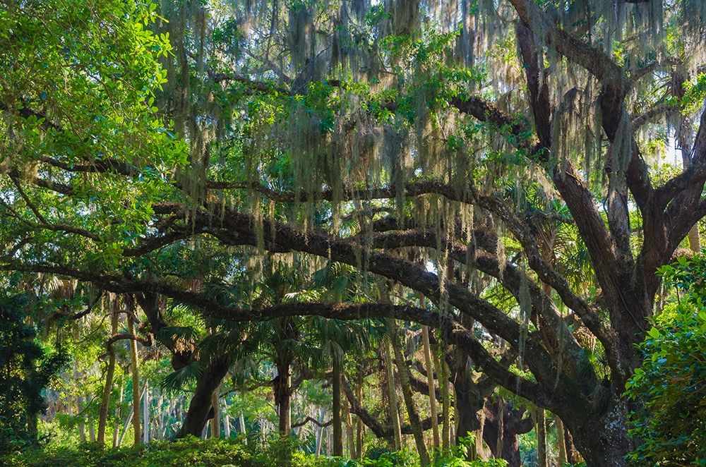 Florida-Tropical Garden with Palms and Living Oak covered in Spanish Moss art print by Anna Miller for $57.95 CAD