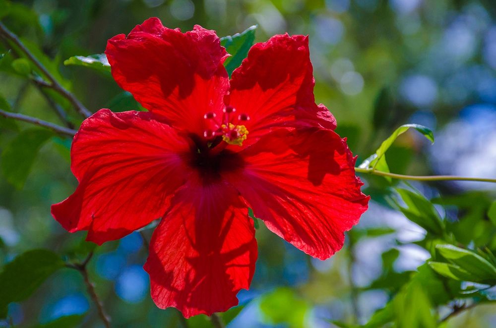 Florida- Hibiscus Flower art print by Anna Miller for $57.95 CAD