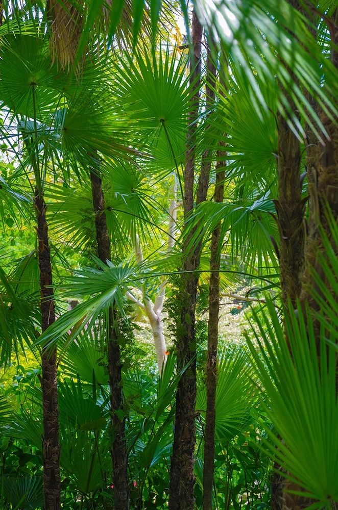 Florida-Tropical Garden Palms art print by Anna Miller for $57.95 CAD