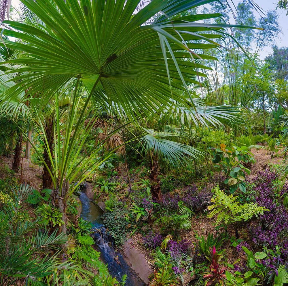 Florida-Tropical Garden with Palm Frond art print by Anna Miller for $57.95 CAD