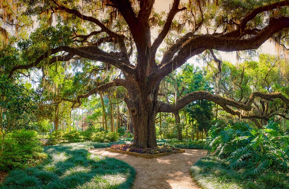Florida Botanical Gardens-Washington Oaks State Park art print by Anna Miller for $57.95 CAD