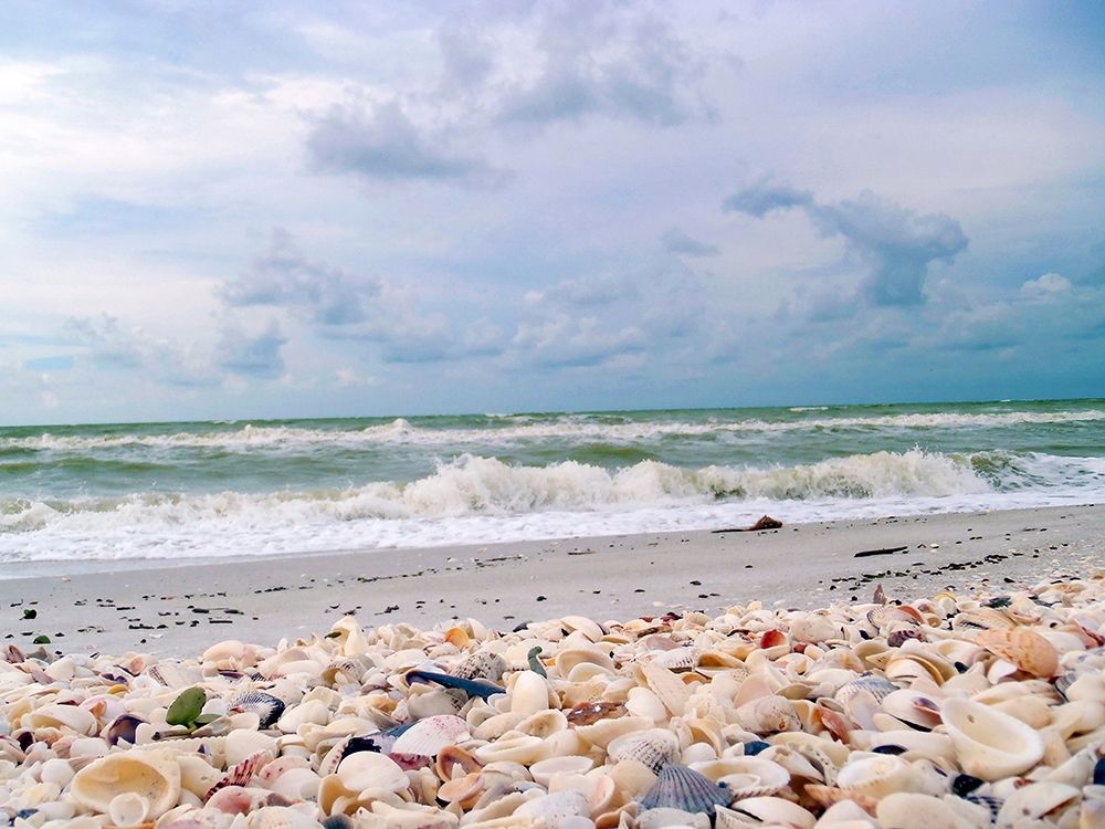 Bounty of Shells on Beaches of Sanibel Island-Florida-USA art print by Anna Miller for $57.95 CAD