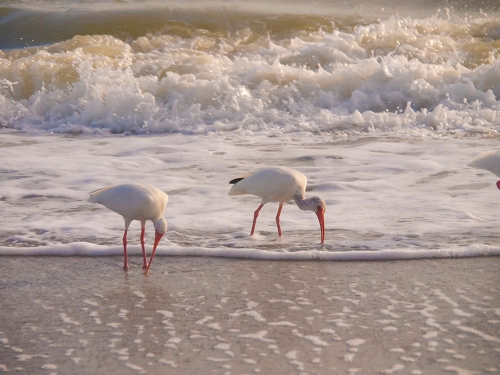 Birds Wading in the Surf on Sanibel Island Beach-Florida-USA art print by Anna Miller for $57.95 CAD