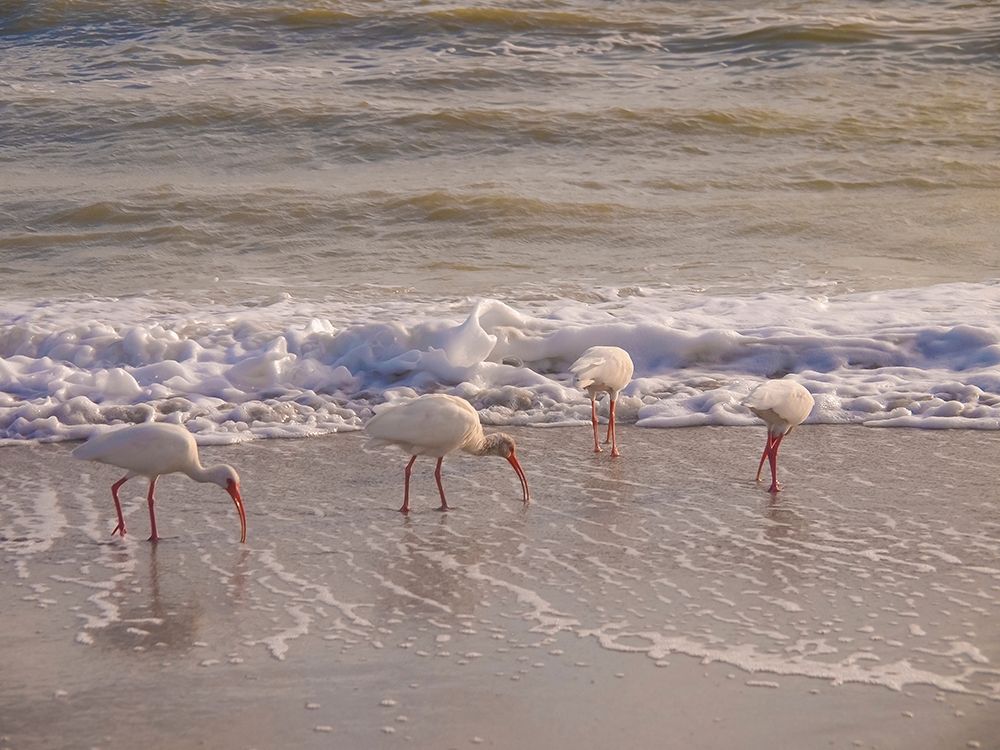Birds Wading in the Surf on Sanibel Island Beach-Florida-USA art print by Anna Miller for $57.95 CAD