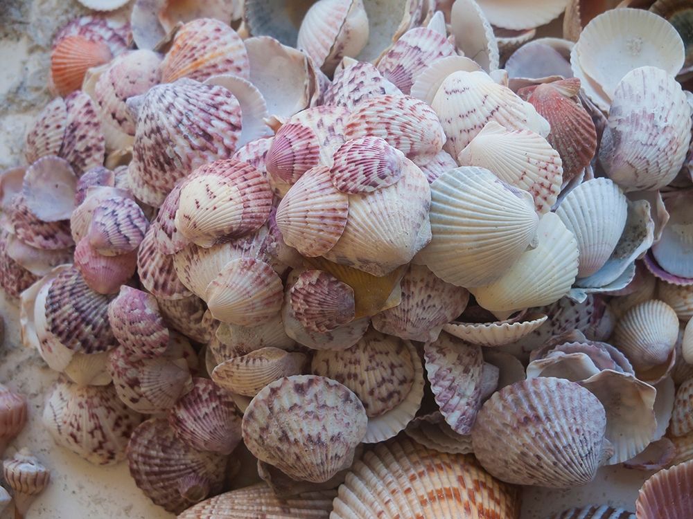 Shells Gathered on Beaches of Sanibel Island-Florida-USA art print by Anna Miller for $57.95 CAD