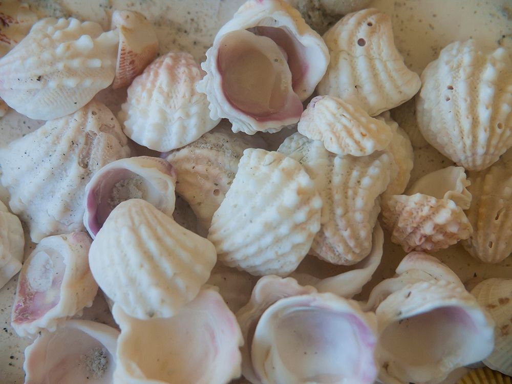 Shells Gathered on Beaches of Sanibel Island-Florida-USA art print by Anna Miller for $57.95 CAD