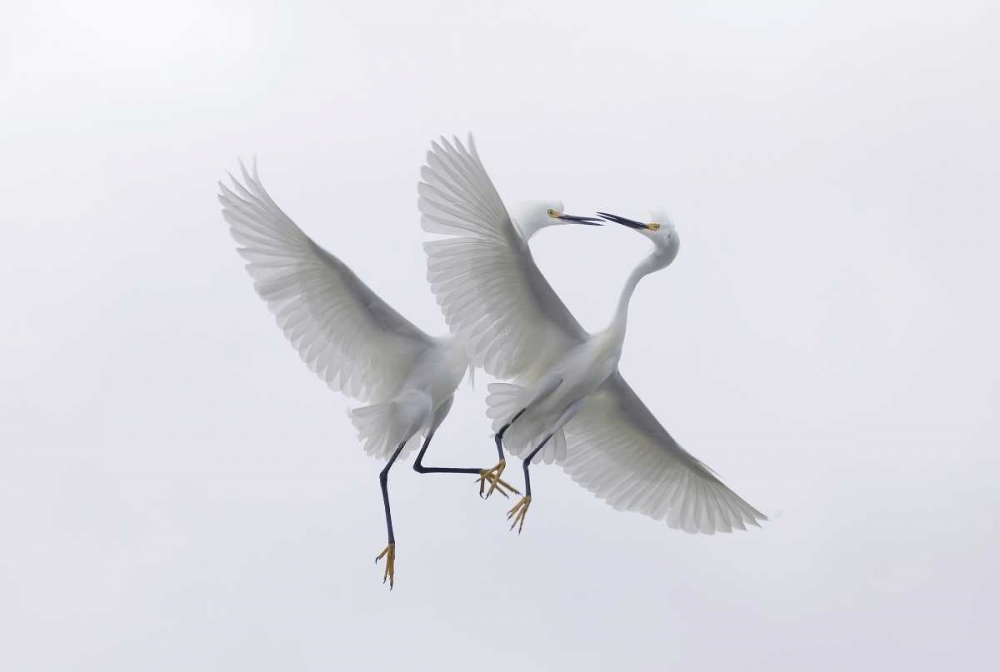 FL, Two snowy egrets with outstretched wings art print by Ellen Anon for $57.95 CAD