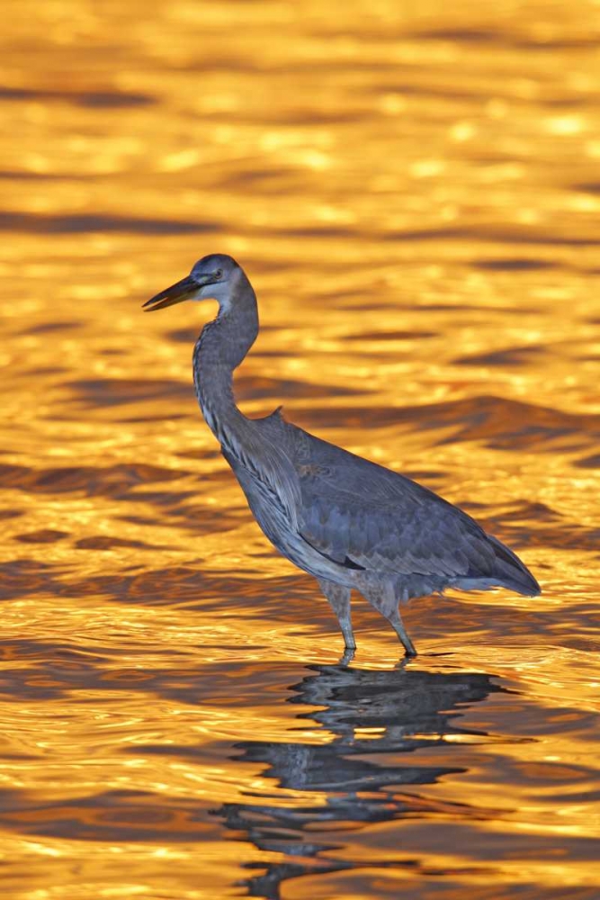 FL, Fort De Soto Park Great blue heron at sunset art print by Arthur Morris for $57.95 CAD
