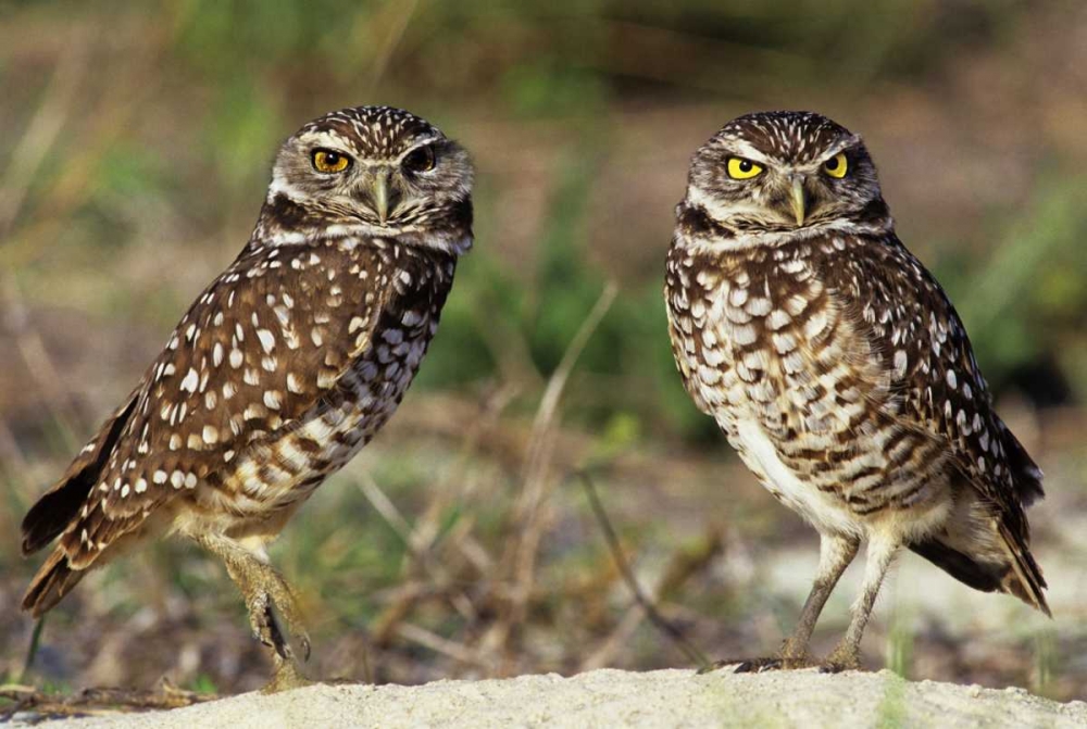 FL, Sanibel Island Burrowing owls pair by burrow art print by Dave Welling for $57.95 CAD