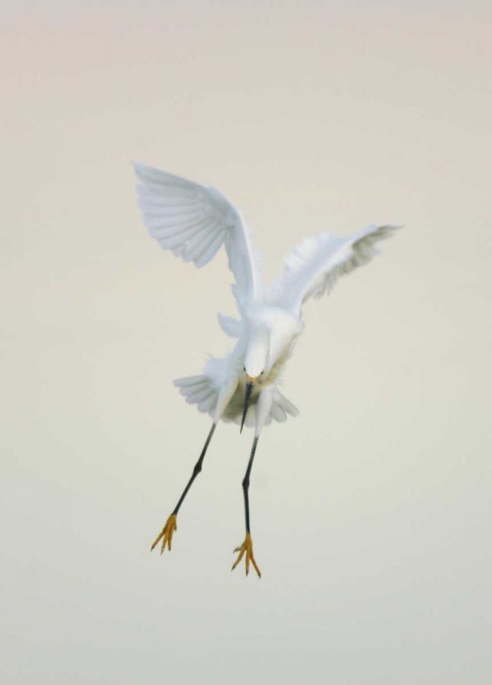 FL, Ft Meyers Beach Snowy egret landing at dawn art print by Arthur Morris for $57.95 CAD