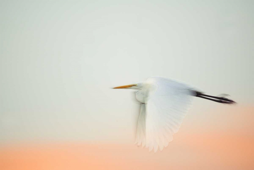 FL, South Venice, Great egret flying at sunrise art print by Arthur Morris for $57.95 CAD