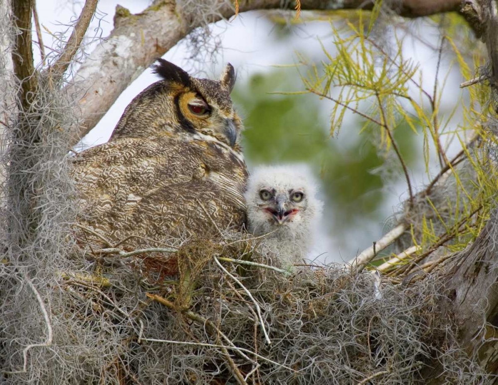 FL, Boynton Beach Great horned owl and chick art print by Joanne Williams for $57.95 CAD