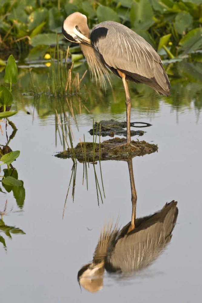 FL, Delray Beach Great blue heron reflection art print by Joanne Williams for $57.95 CAD
