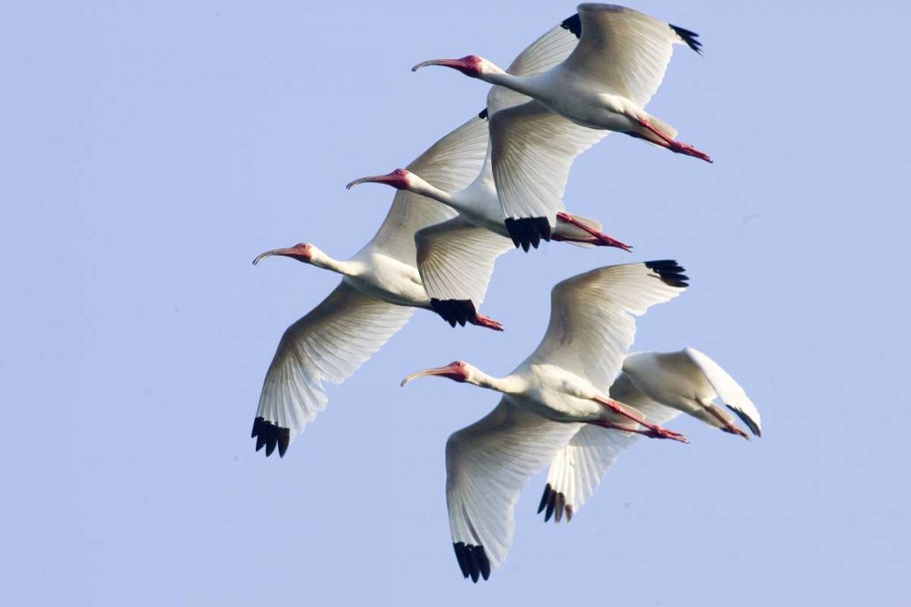 USA, Florida, Everglades NP Flying ibises art print by Joanne Williams for $57.95 CAD