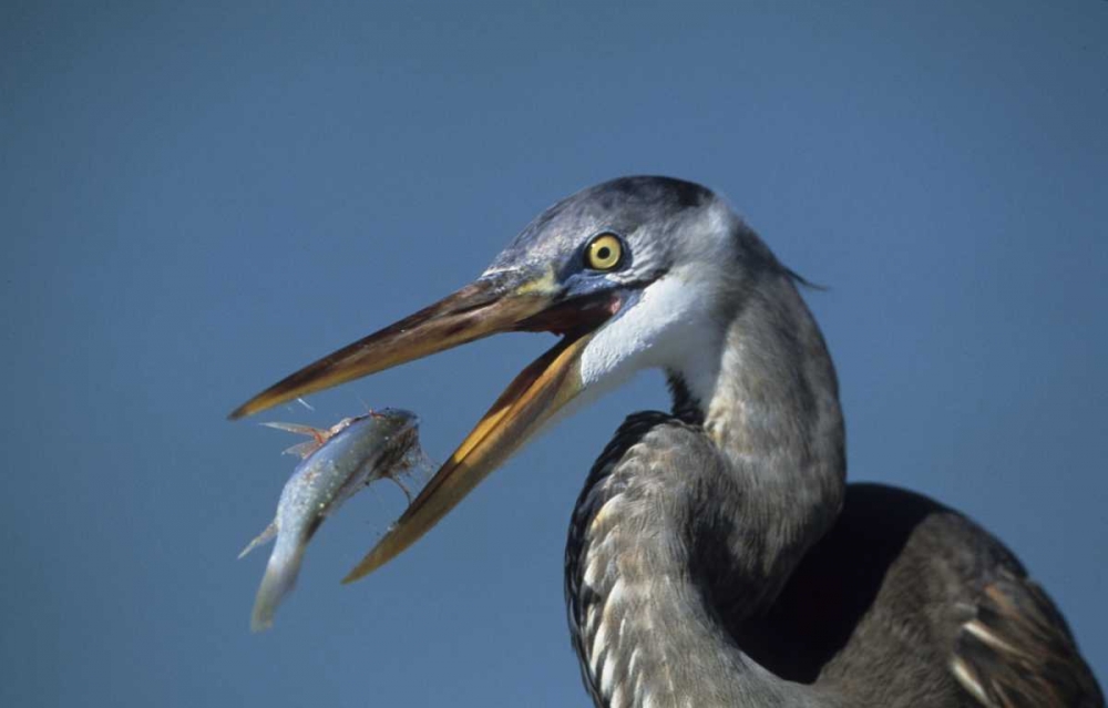 FL, Ft DeSoto Beach Great blue heron with fish art print by Joanne Williams for $57.95 CAD