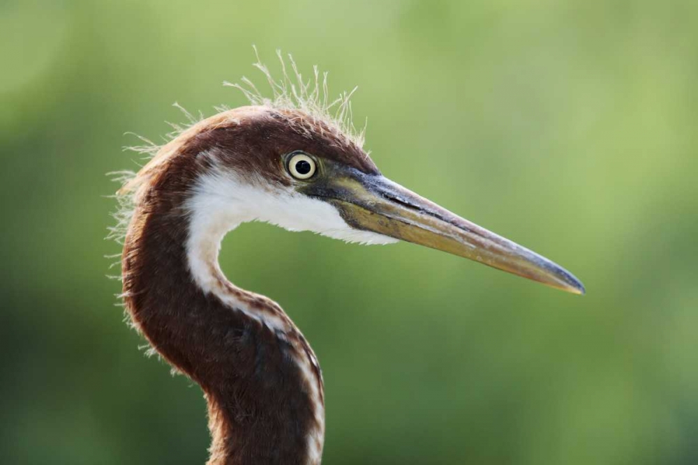 FL, Kissimmee Tricolored heron fledgling art print by Arthur Morris for $57.95 CAD