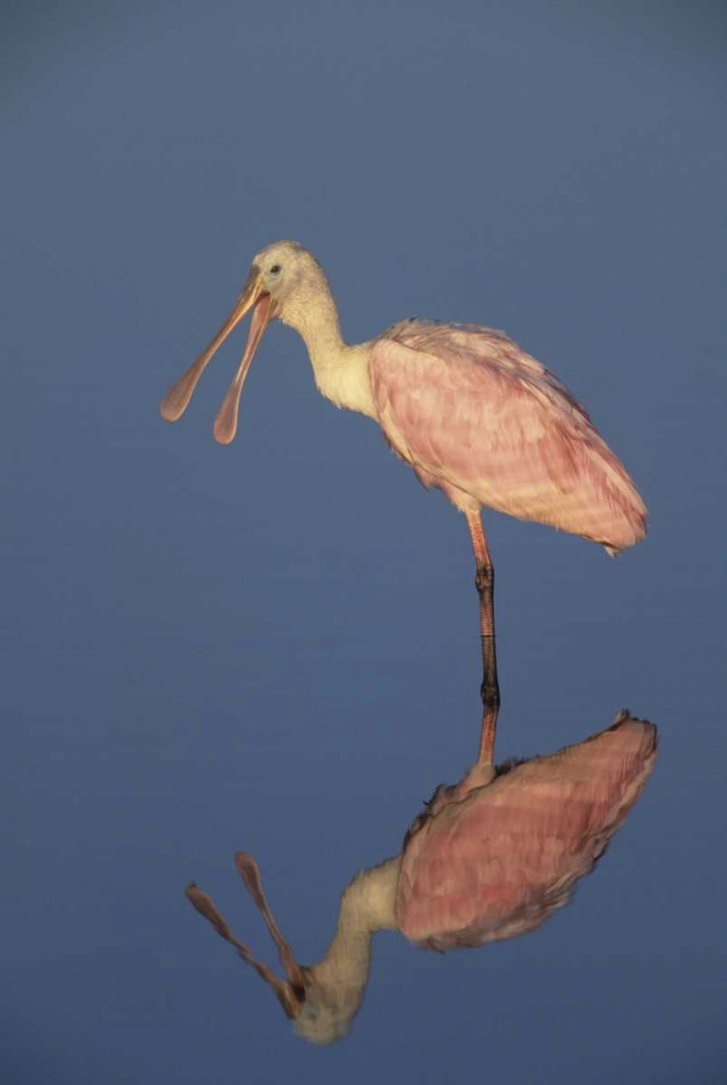 FL Roseate spoonbill reflects in still water art print by Joanne Williams for $57.95 CAD