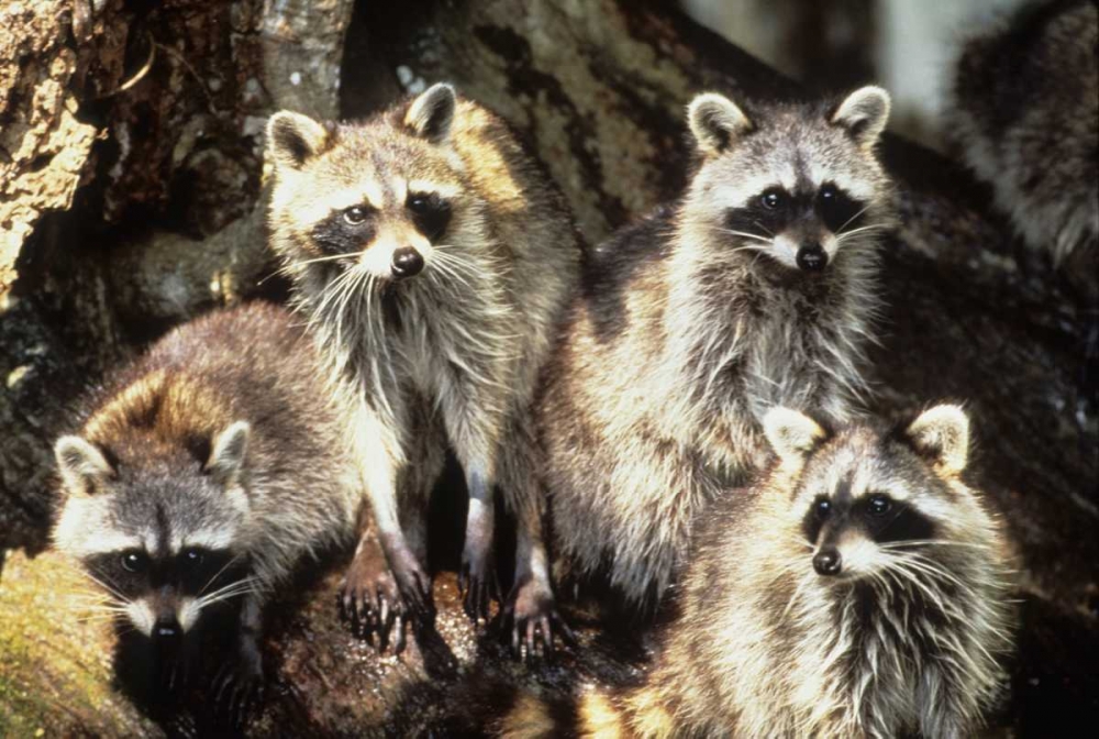 Florida, Silver Springs Raccoon family portrait art print by Joanne Williams for $57.95 CAD