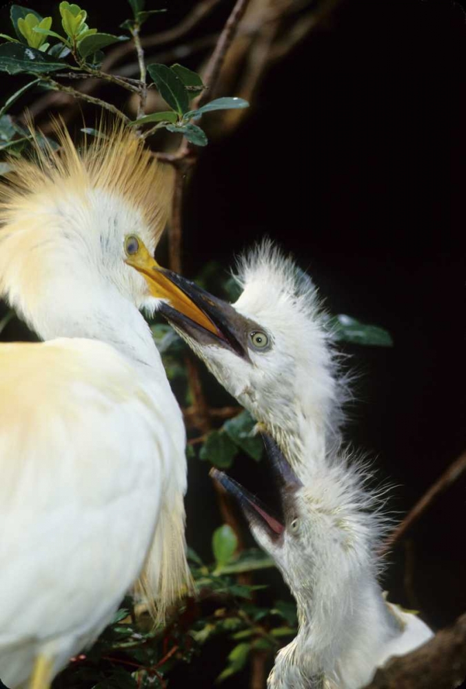 Florida Cattle egret feeds one of its two chicks art print by Joanne Williams for $57.95 CAD