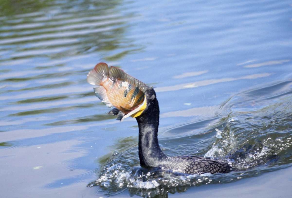 Florida Cormorant swallowing freshly caught fish art print by Joanne Williams for $57.95 CAD