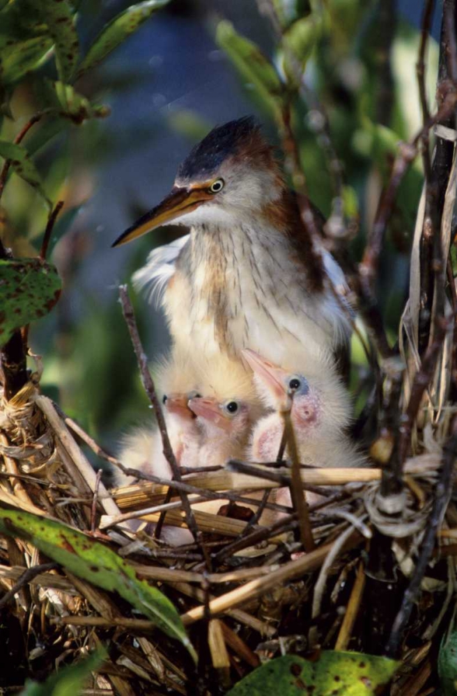 Florida Least bittern parent with chicks in nest art print by Joanne Williams for $57.95 CAD