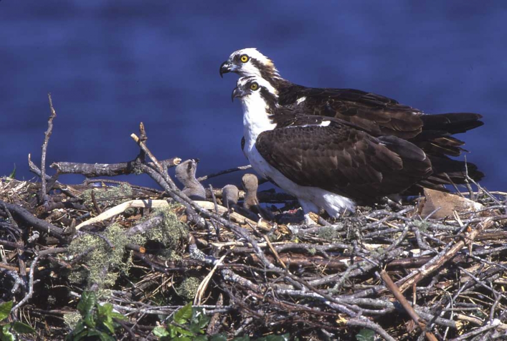 FL, Blue Cypress Lake, Osprey and chicks in nest art print by Joanne Williams for $57.95 CAD