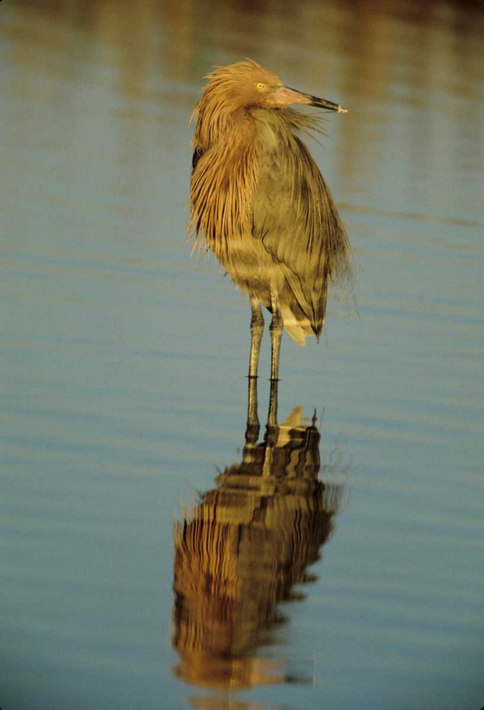 FL, Reddish egret reflects in water while hunting art print by Joanne Williams for $57.95 CAD