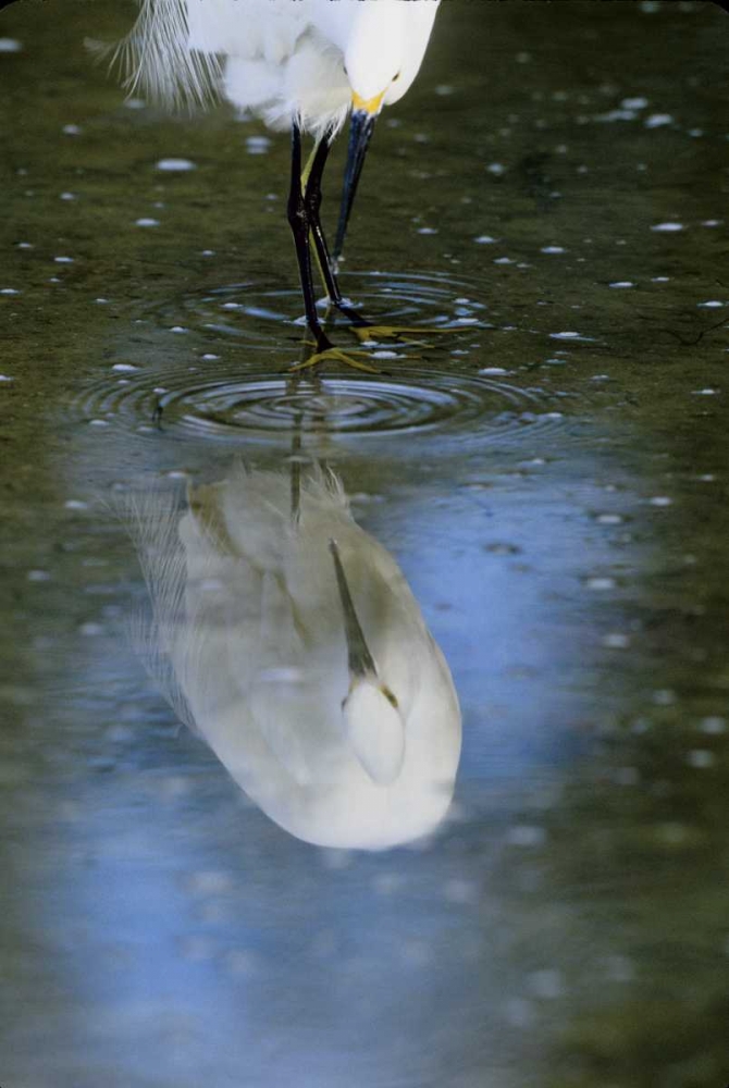 Florida Snowy egret  in water hunting art print by Joanne Williams for $57.95 CAD