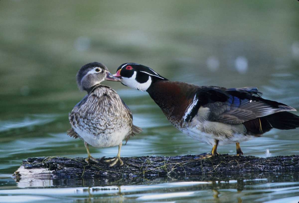 Florida Wood duck interacts with young offspring art print by Joanne Williams for $57.95 CAD