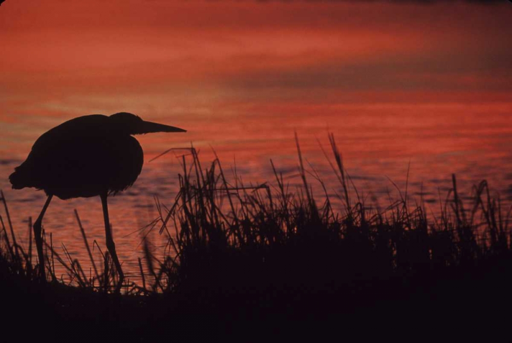 FL, Tampa Bay Silhouette of great blue heron art print by Joanne Williams for $57.95 CAD