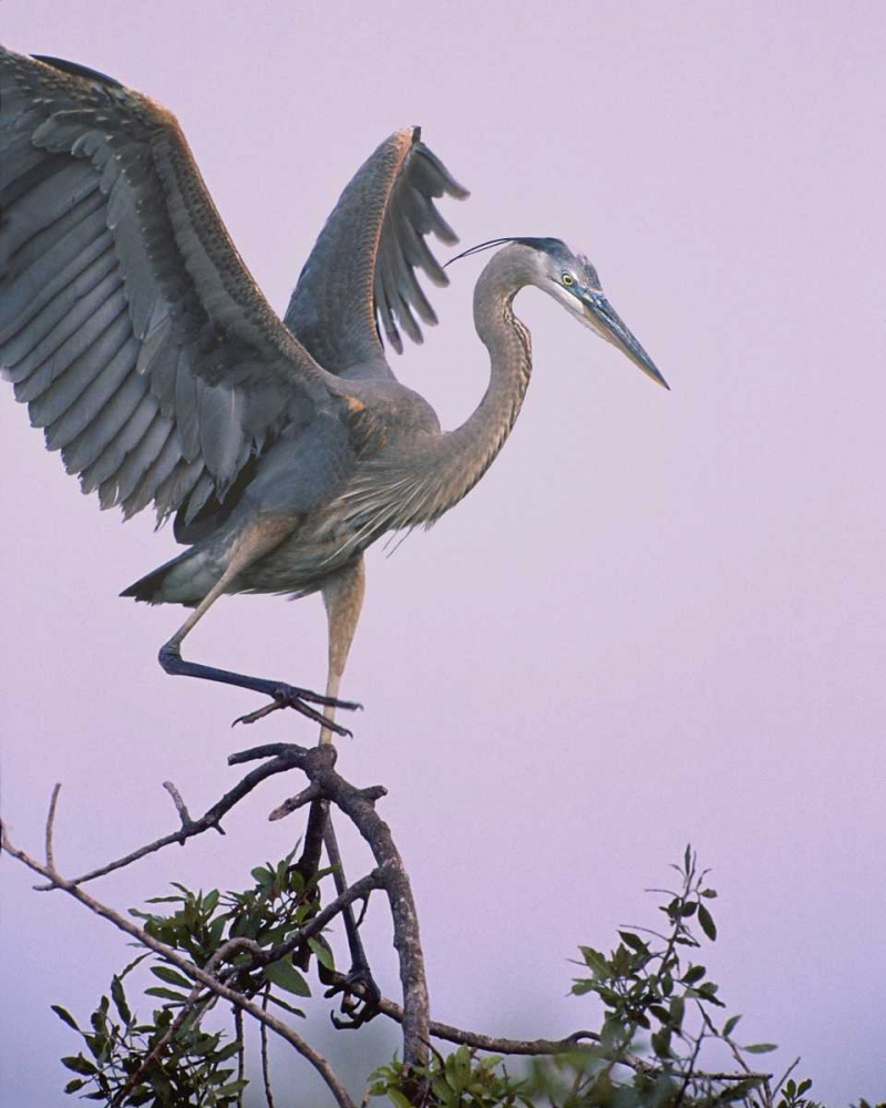FL, Venice Great blue heron landing at its nest art print by David Kelley for $57.95 CAD