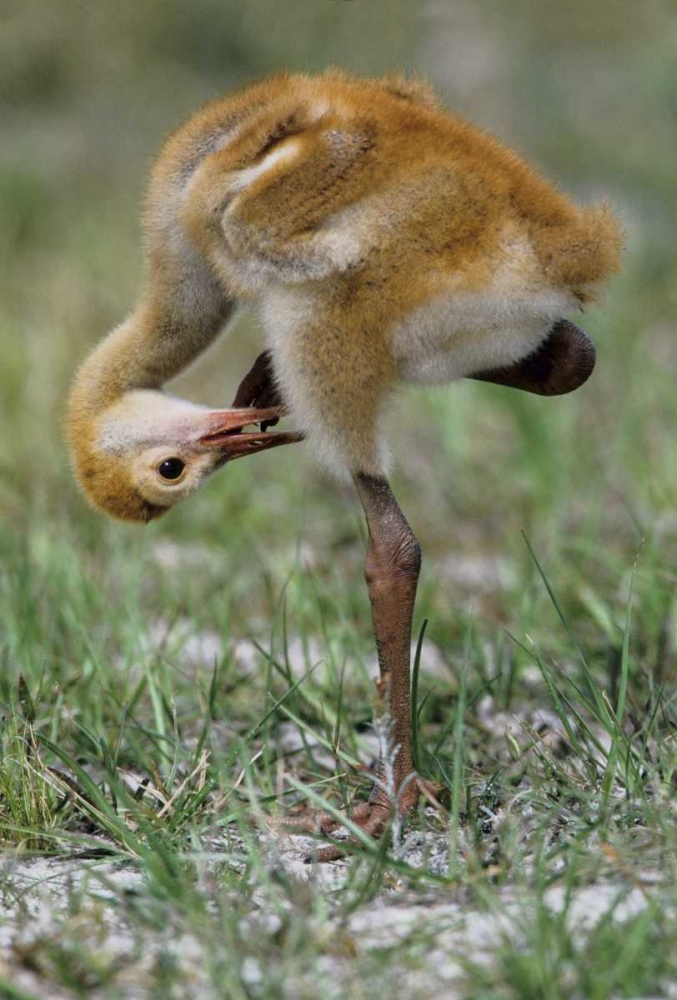 FL, Sandhill crane chick preening feathers art print by Joanne Williams for $57.95 CAD