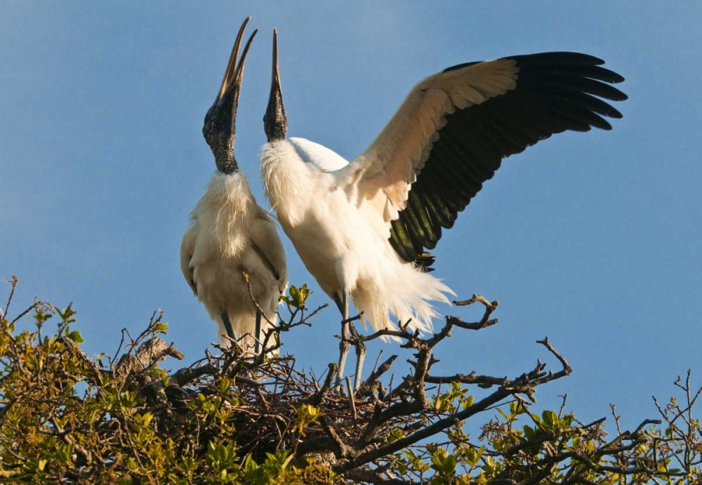 FL, Wood stork pair on nest in courtship display art print by Nancy Rotenberg for $57.95 CAD