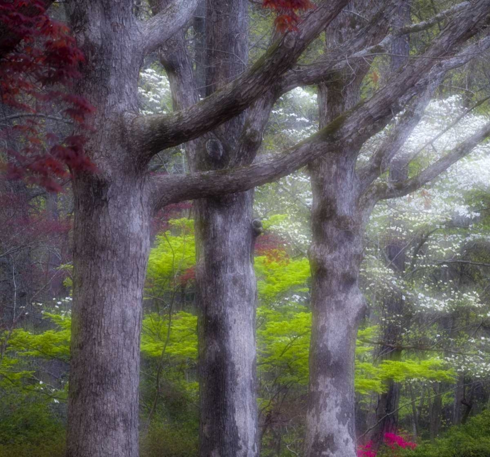GA, Impressionistic trees and flowering bushes art print by Nancy Rotenberg for $57.95 CAD