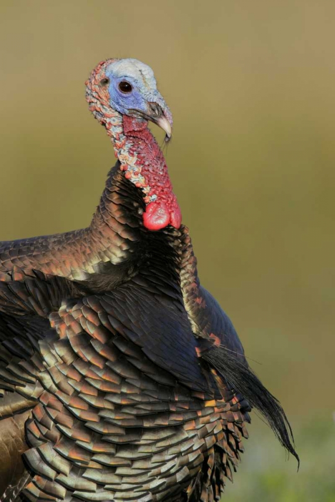 FL, Indian Lake Estates Wild male turkey art print by Arthur Morris for $57.95 CAD