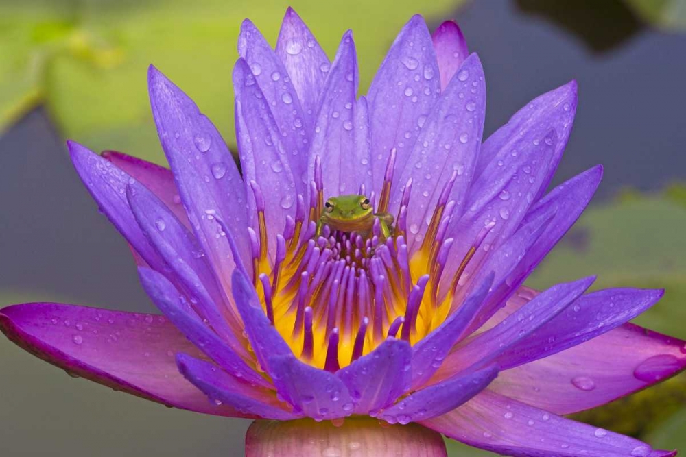 FL Green leaf frog inside purple water lily art print by Joanne Williams for $57.95 CAD