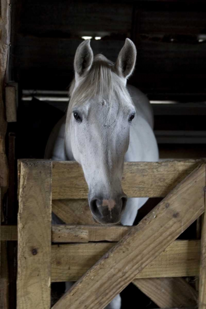 USA, Florida Close-up of horse peering over gate art print by Joanne Williams for $57.95 CAD