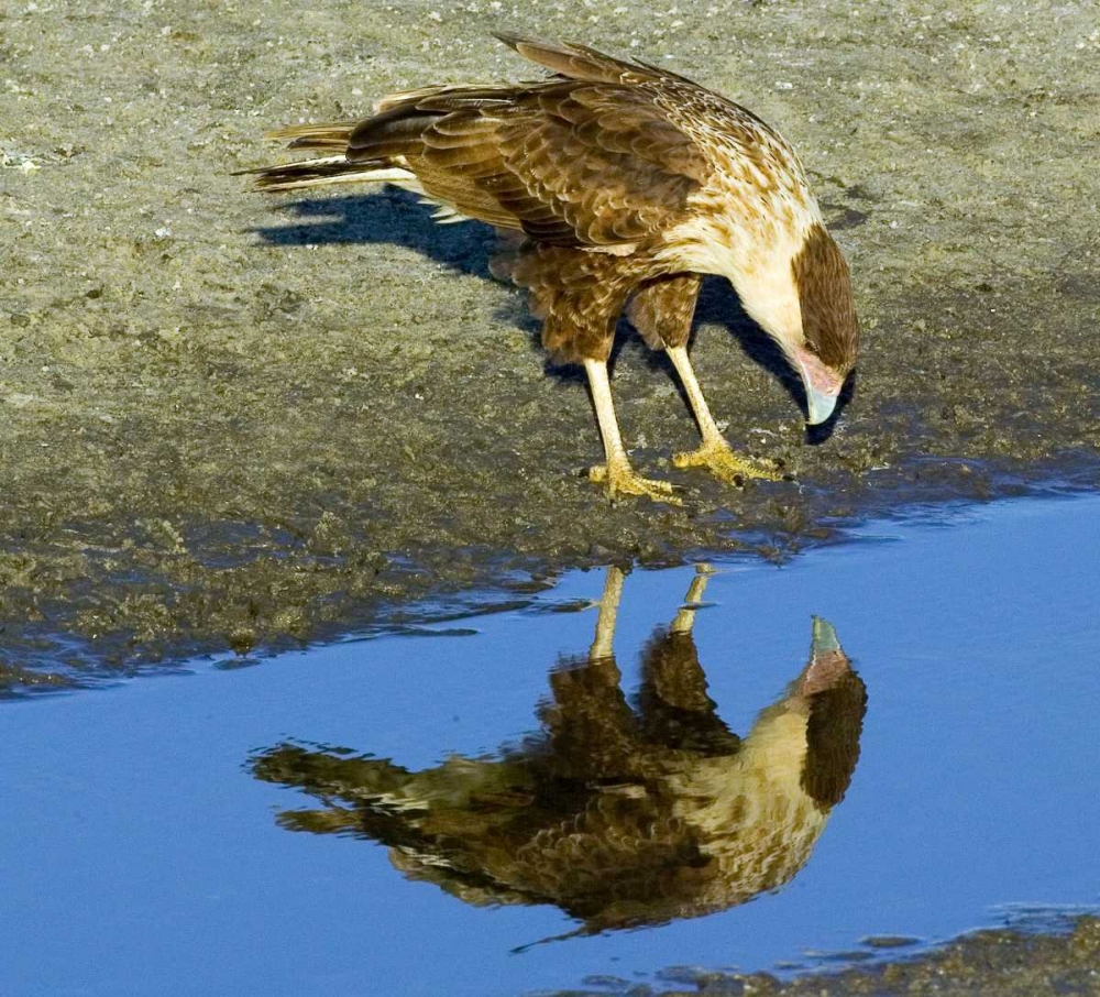 Florida Immature crested caracara looks in water art print by Joanne Williams for $57.95 CAD