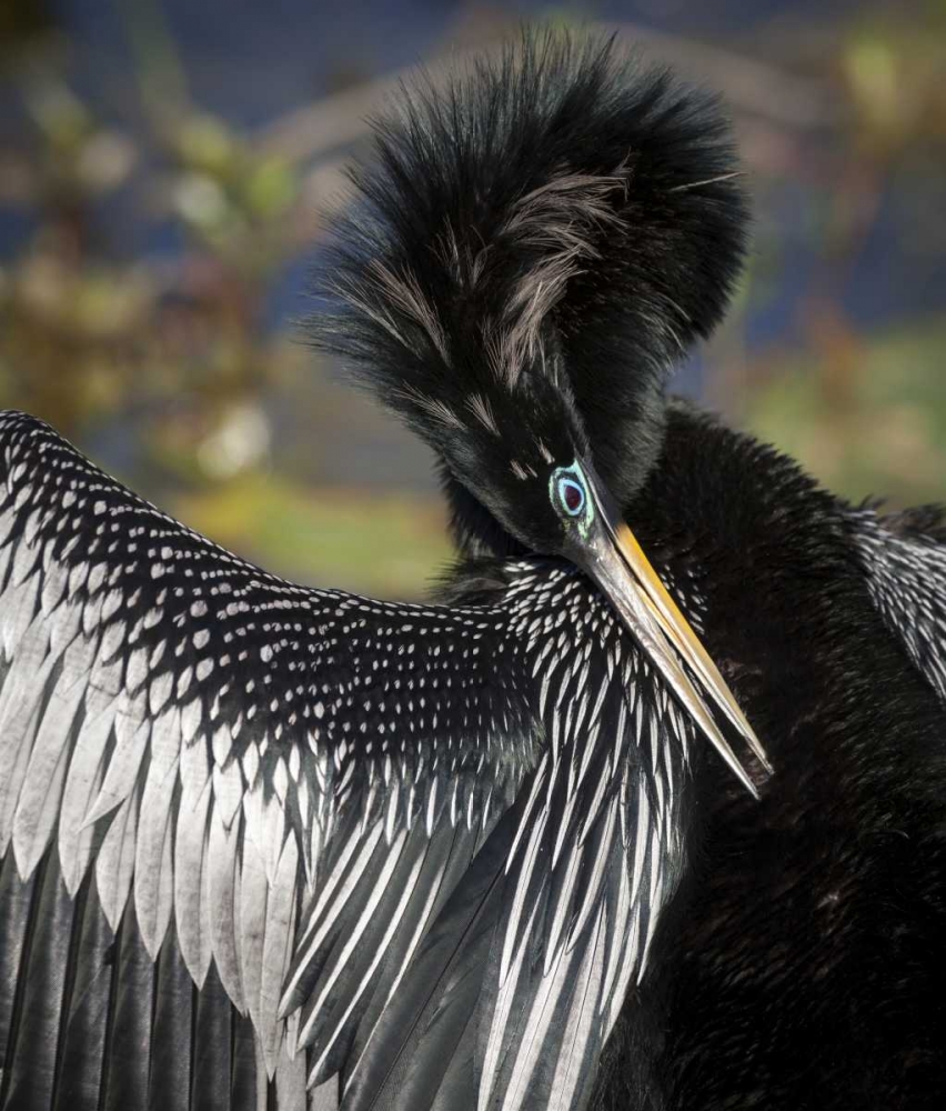 FL, Everglades NP Anhinga preens wing feathers art print by Wendy Kaveney for $57.95 CAD