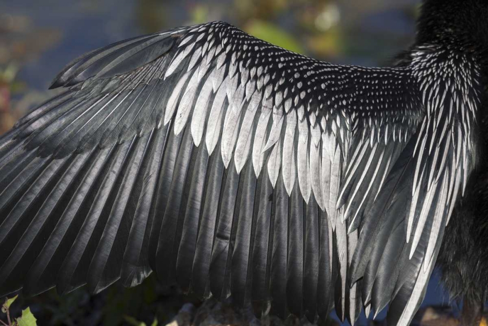FL, Everglades NP Details of Anhinga wing art print by Wendy Kaveney for $57.95 CAD