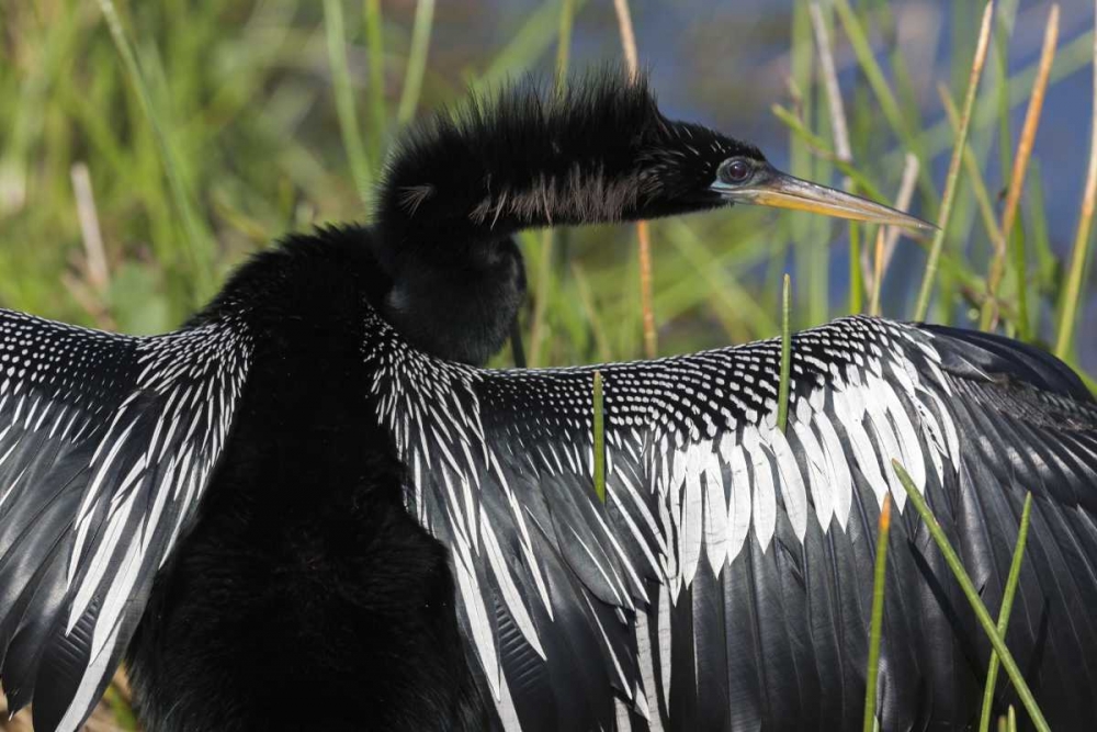 FL, Everglades NP Anhinga with wings spread art print by Wendy Kaveney for $57.95 CAD