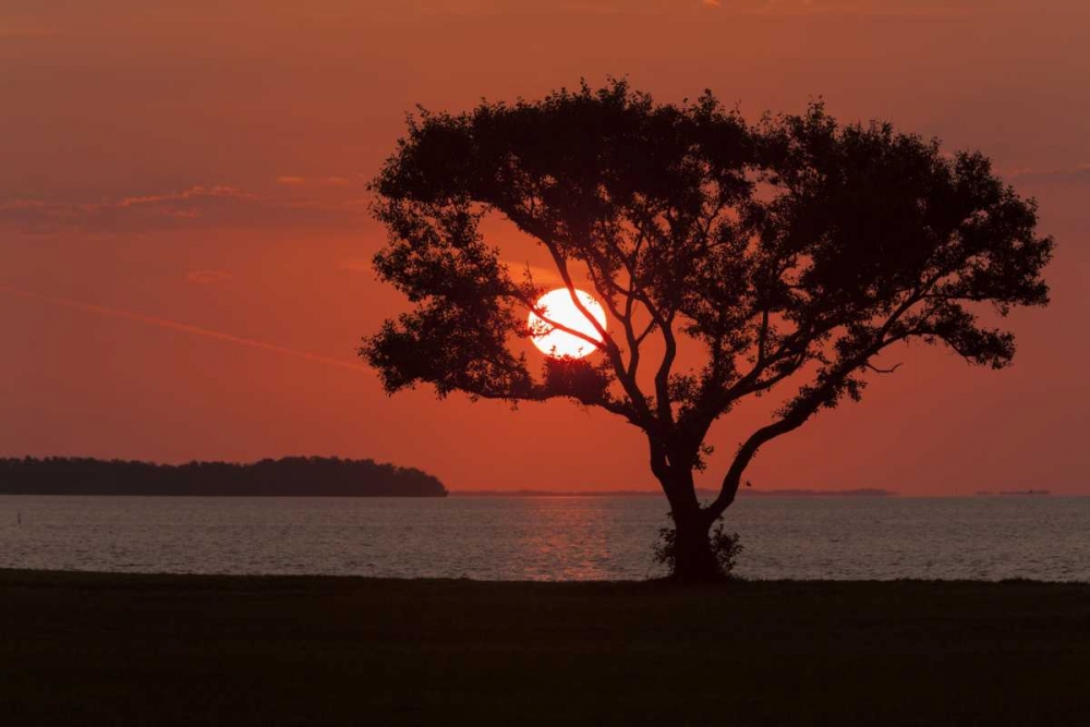 FL, Everglades NP, Tree silhouetted at sunrise art print by Wendy Kaveney for $57.95 CAD