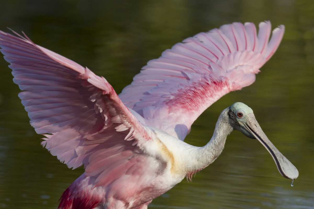 FL, Everglades NP Roseate spoonbill with wings art print by Wendy Kaveney for $57.95 CAD