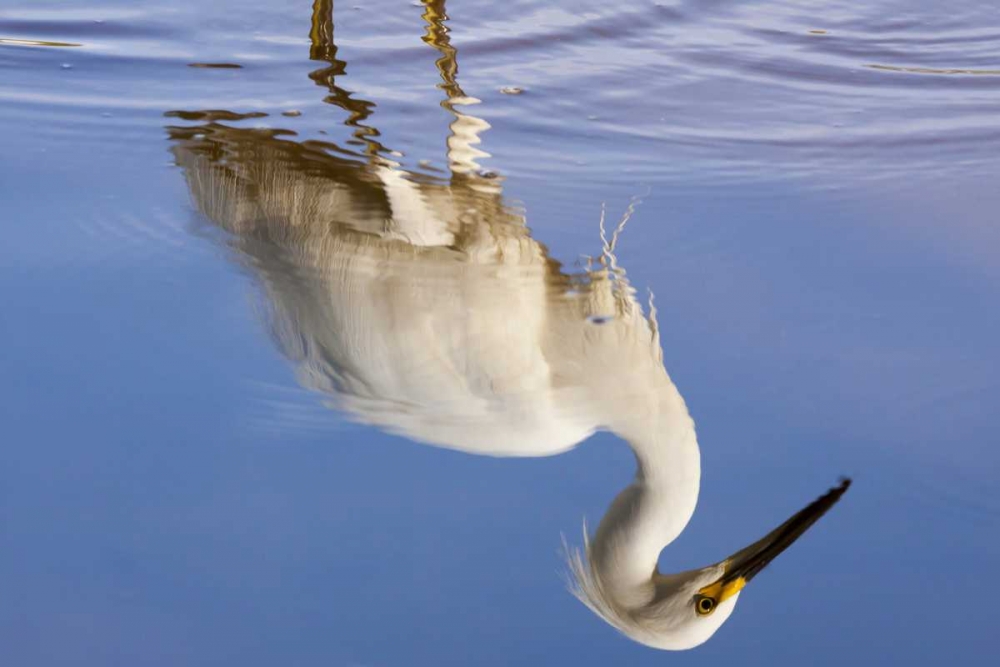 FL, Everglades NP Reflection of snowy egret art print by Wendy Kaveney for $57.95 CAD