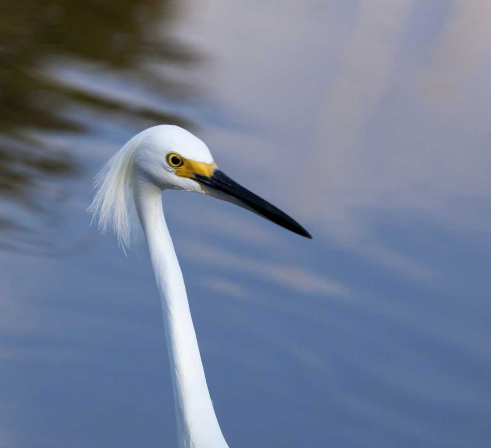 Florida, Everglades NP A snowy egret in profile art print by Wendy Kaveney for $57.95 CAD