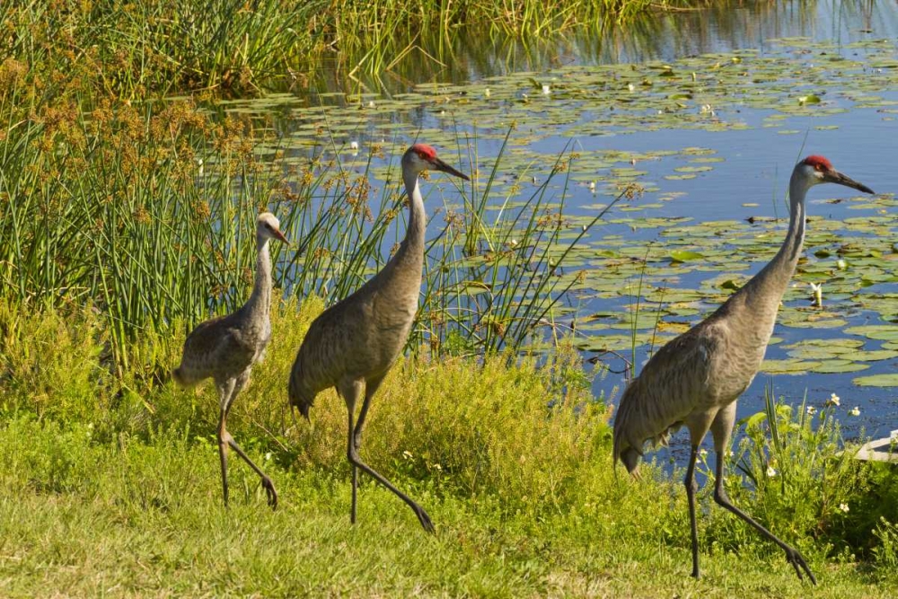 USA, Florida Sandhill crane parents and young art print by Cathy and Gordon Illg for $57.95 CAD